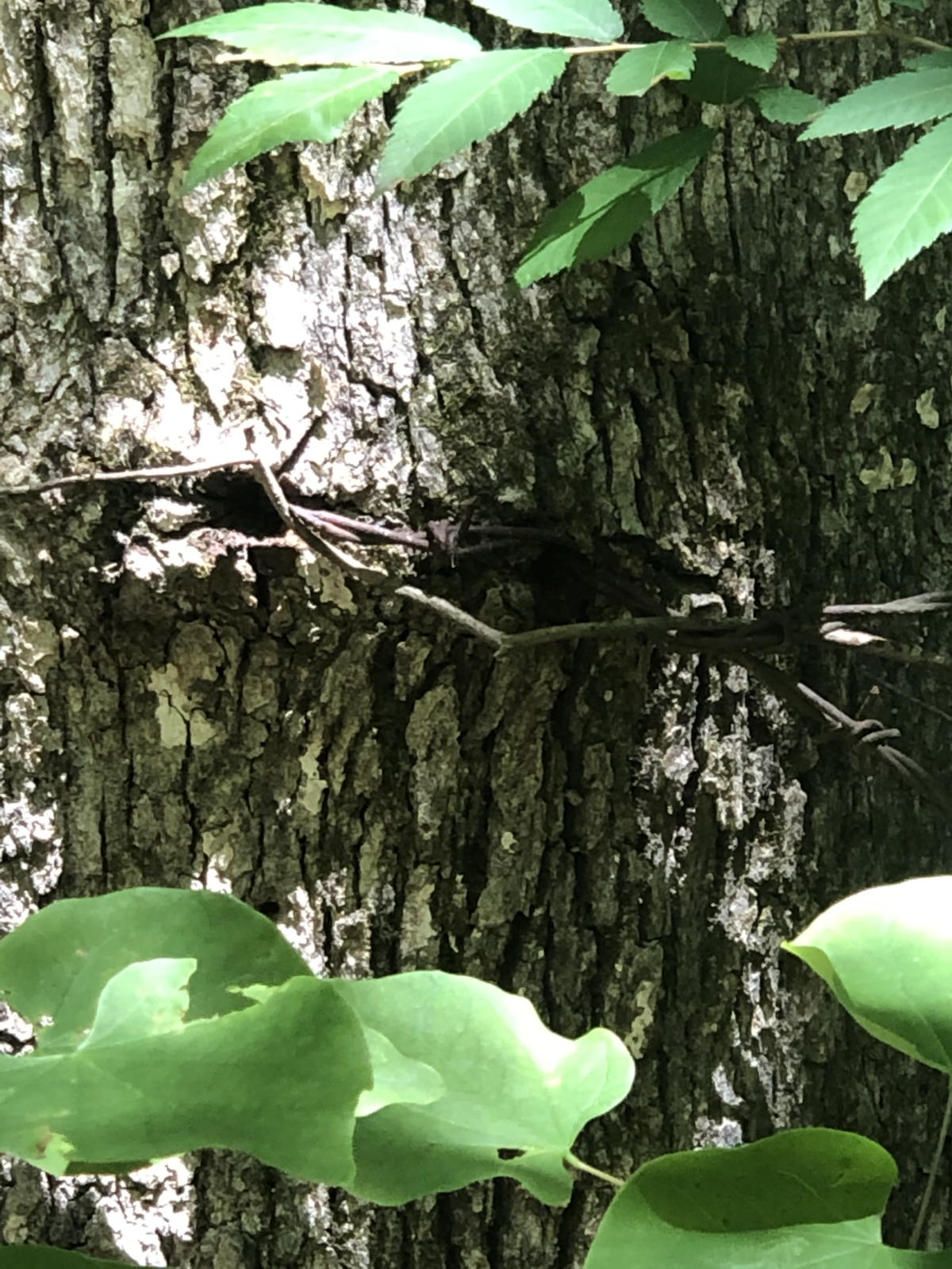 Gallery Whispering Hills Memorial Nature Preserve