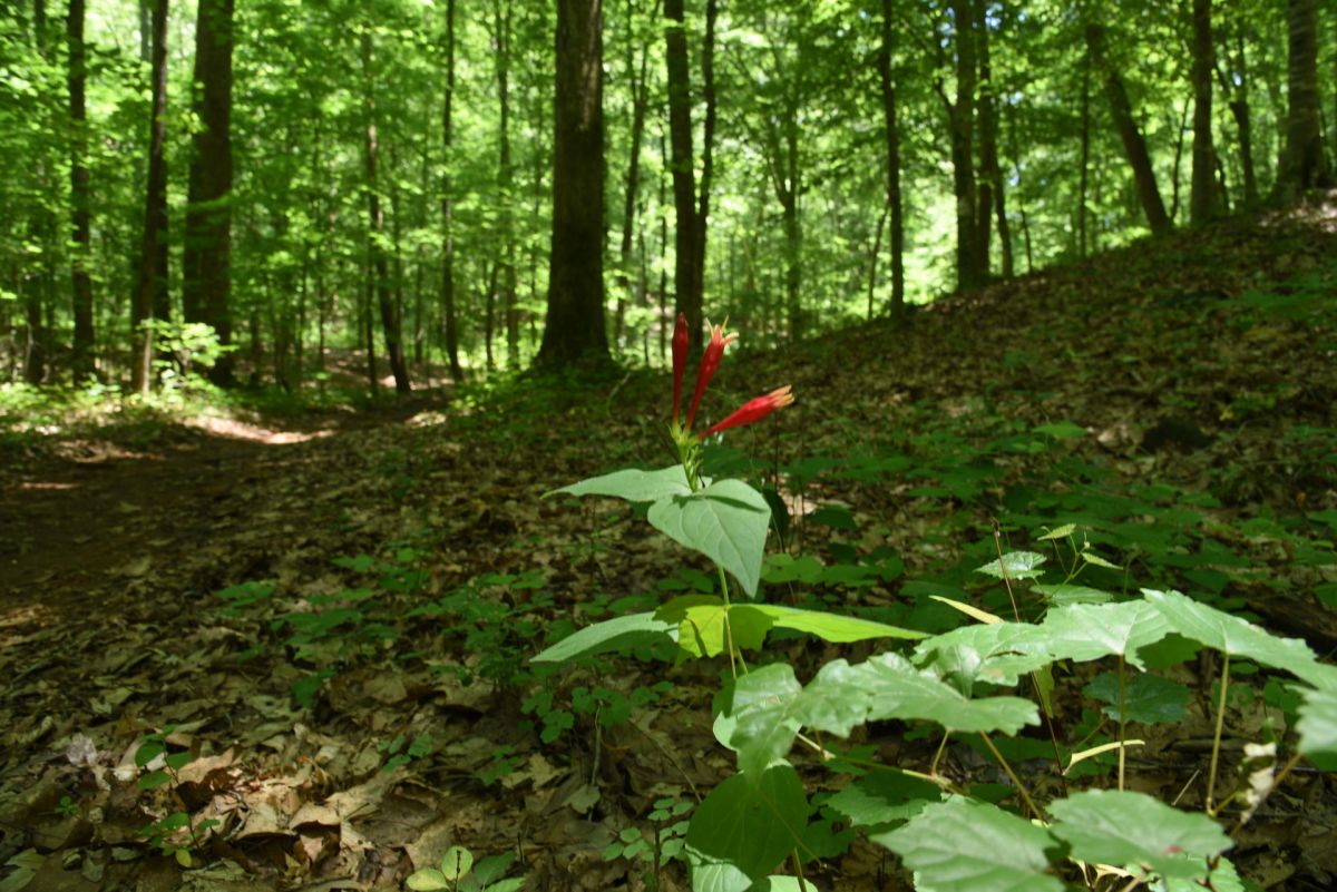 Gallery Whispering Hills Memorial Nature Preserve