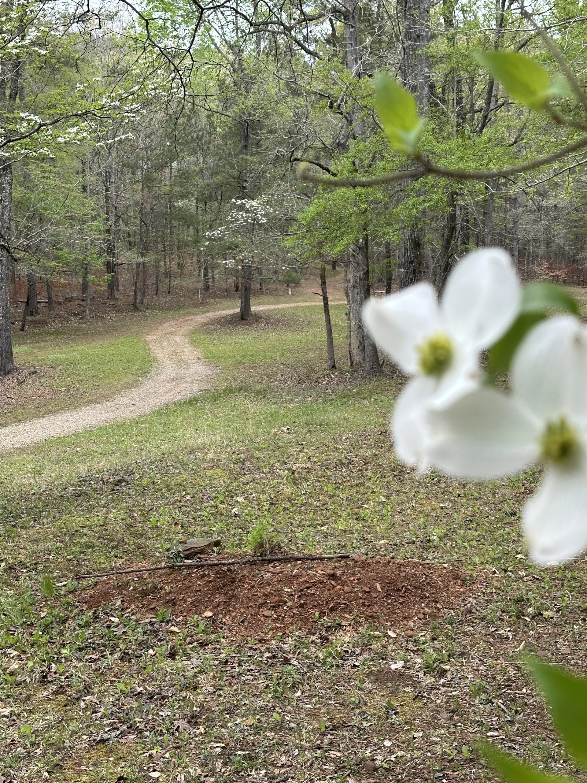 Joan Martins final resting place sits under the dogwood trees along a peaceful trail that winds through the meadow and forest